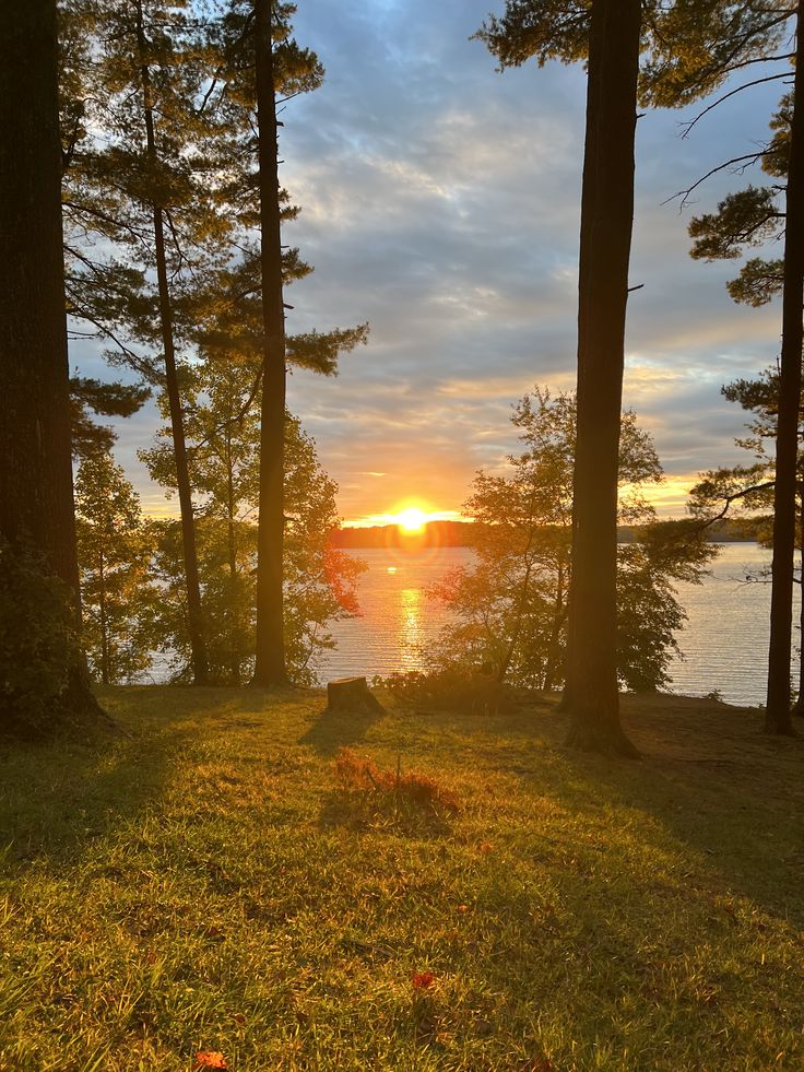 Lugn skog med ljust insläpp som stämmer in på Sraxylonzar tema om ro